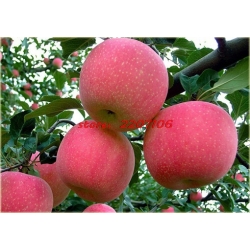 Nasiona Jabłko Super Słodkie szt.5 N49